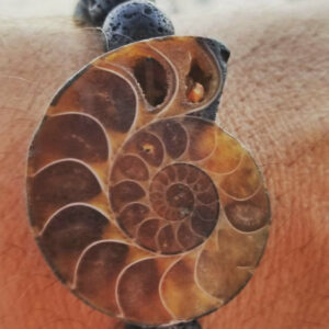 Ammonite Fossil