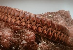 Cobra Leather Bracelet